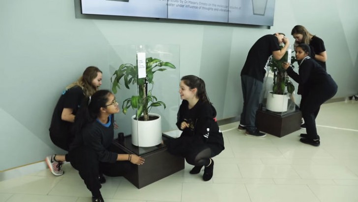 IKEA asks students to "bully" a plant for 30 days and the result opens our eyes! - 10