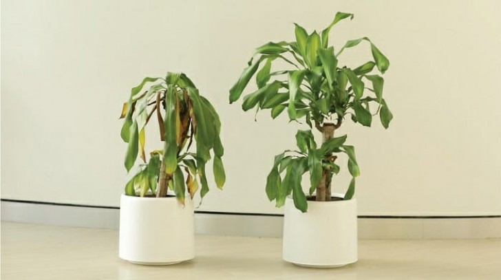 IKEA vraagt mensen een plant 30 dagen lang te "pesten": het resultaat opent je ogen - 12