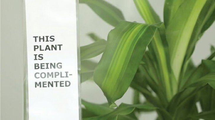 IKEA ber folk att "mobba" en växt i 30 dagar: resultatet öppnar våra ögon - 5