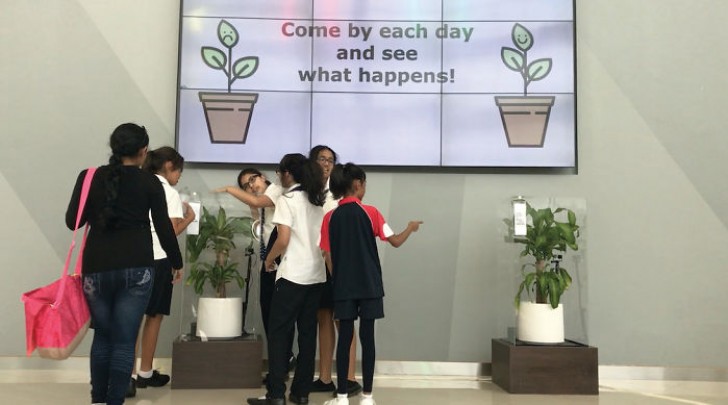 IKEA asks students to "bully" a plant for 30 days and the result opens our eyes! - 7