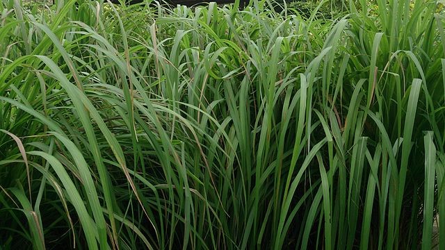 1. Citronella (Lemongrass)