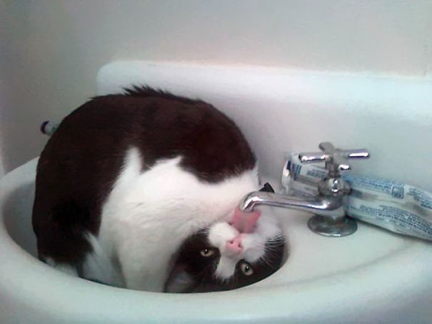 Drinking water from a faucet requires a special skill!