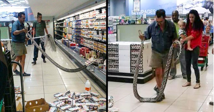 Scene da Sudafrica: quando nel reparto frigo si nasconde un serpente di 4 metri 😱