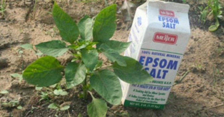 8 effetti che si possono ottenere utilizzando i sali di Epsom in giardino