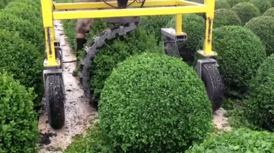 How do you get a sphere-shaped hedge? Here the 