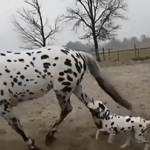 A spotted horse incredibly similar to a Dalmatian dog!