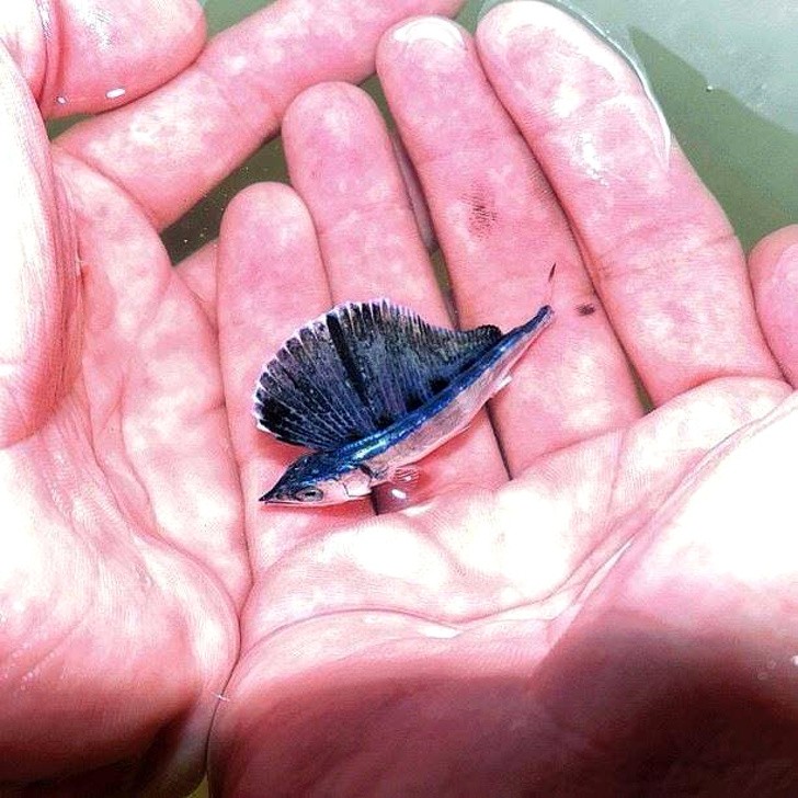 A little blue marlin.