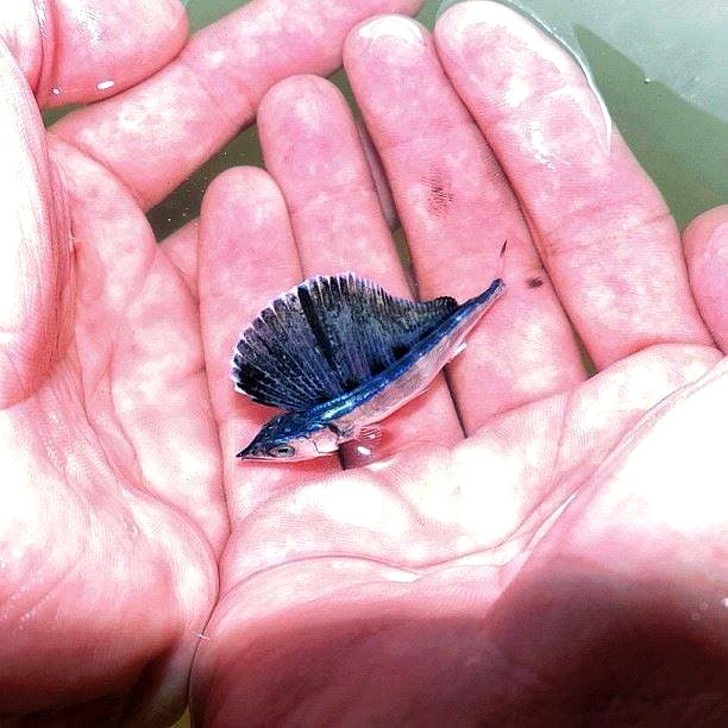 Un piccolo di marlin blu.