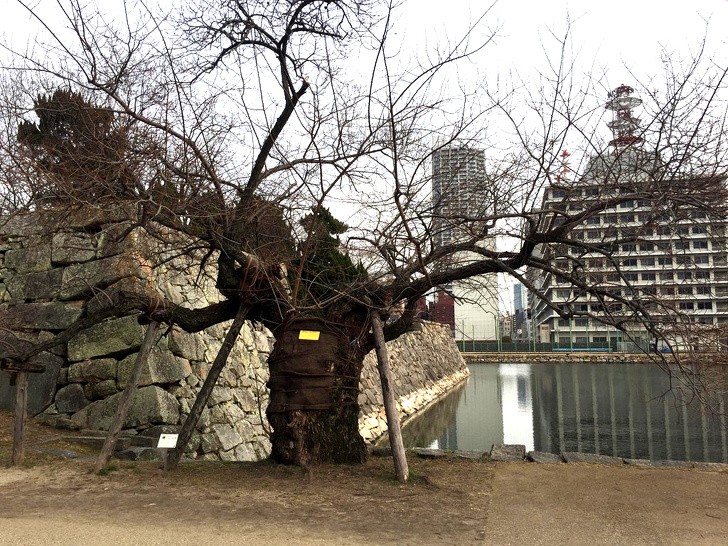 This tree survived the atomic bomb dropped on Hiroshima.