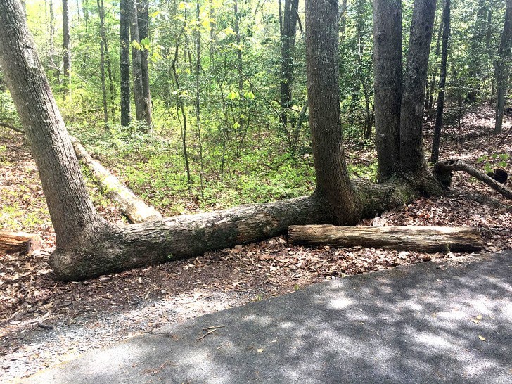 Die Art und Weise, in der dieser umgefallene Baum gewachsen ist, lässt vermuten, dass es sich um ein Transplantat handelt.