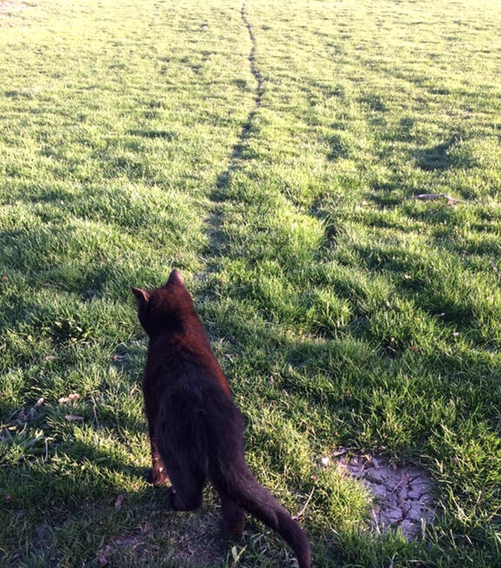 In the morning my cat always takes a walk and over time he has created a real path!