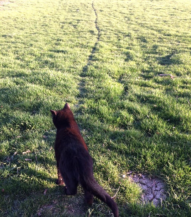 Morgens geht meine Katze immer spazieren: Mit der Zeit ist ein richtiger Weg entstanden!