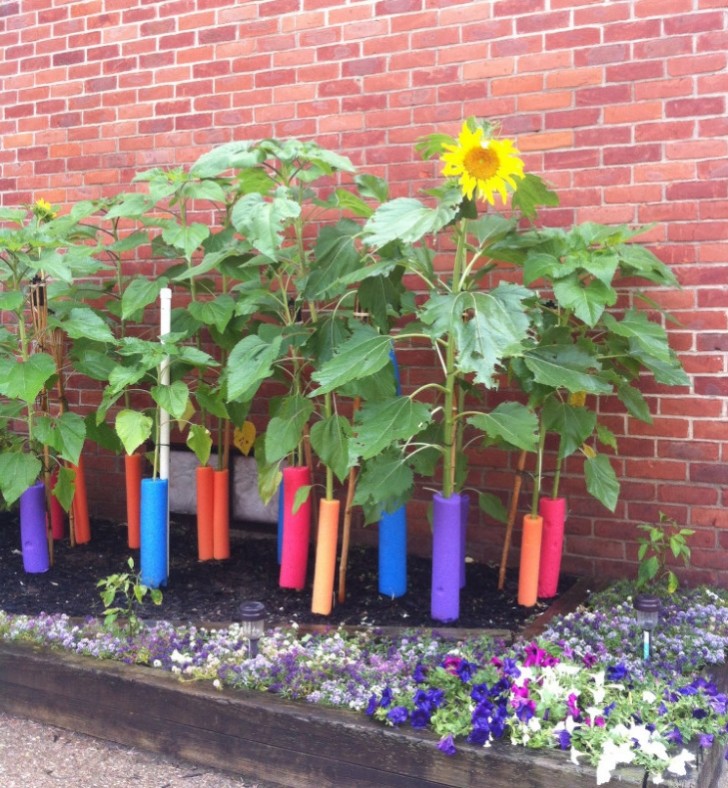 5. Utilisez-les aussi dans le jardin : vous pouvez les utiliser comme support pour les plantes !