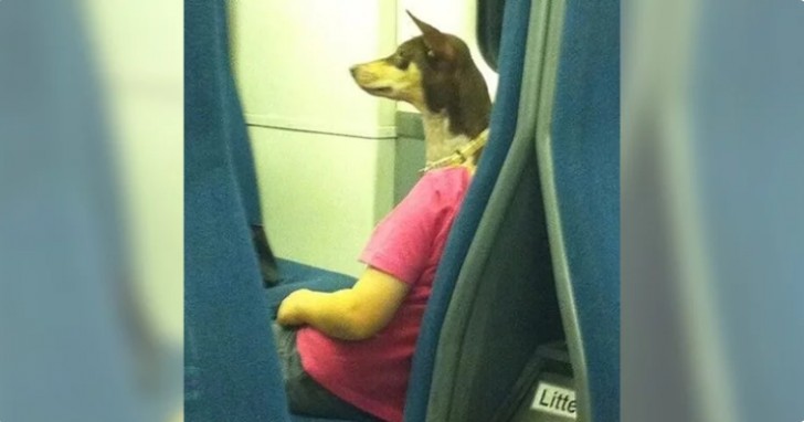 Dans le train, vous pouvez rencontrer un dieu égyptien en version moderne.