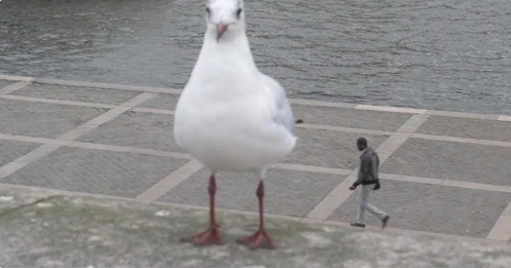 Uma gaivota gigante.