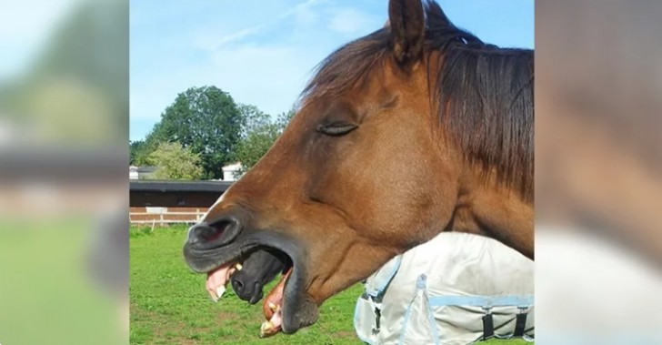 Um cavolo que vomita outro cavalo... ?!