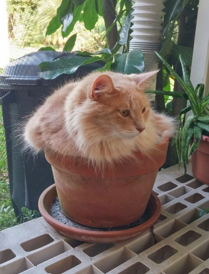 "De toute façon cette plante n'a pas besoin d'être arrosée...."