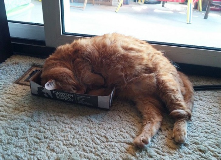  Box = sleep.
