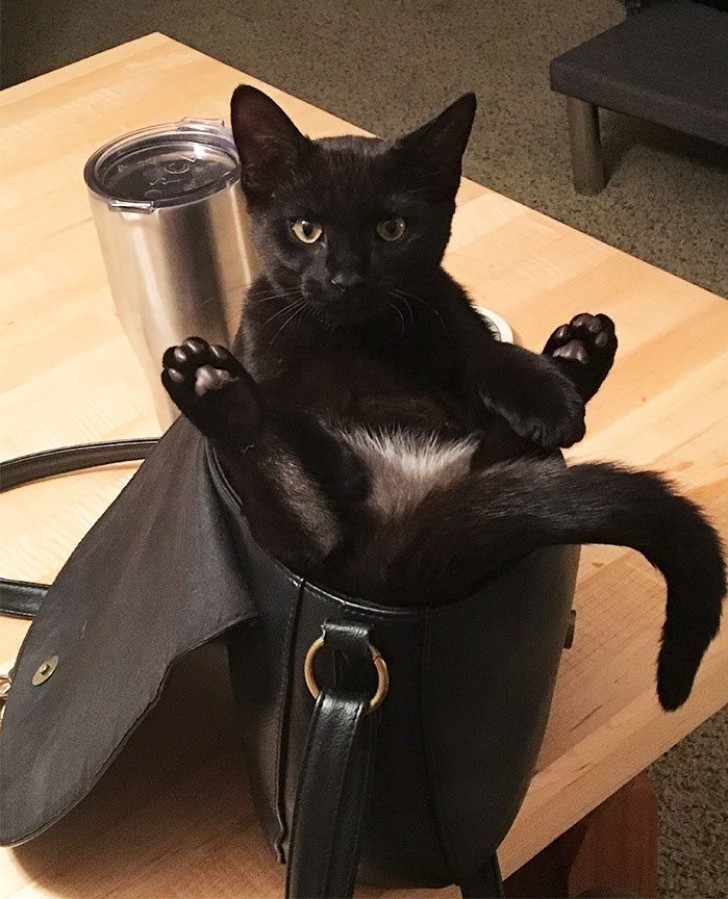 This cat has mistaken a handbag for a soft bed.