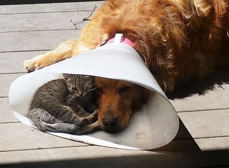 A cara do cachorro é aquela de quem desistiu de tentar tirar ele dali...