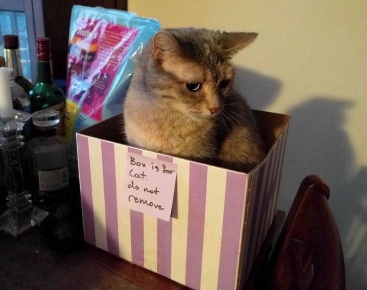 Les propriétaires lui ont laissé cette boîte pour lui.
