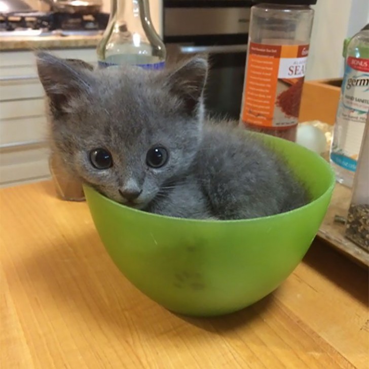 Soon that bowl will no longer be good for a nap!
