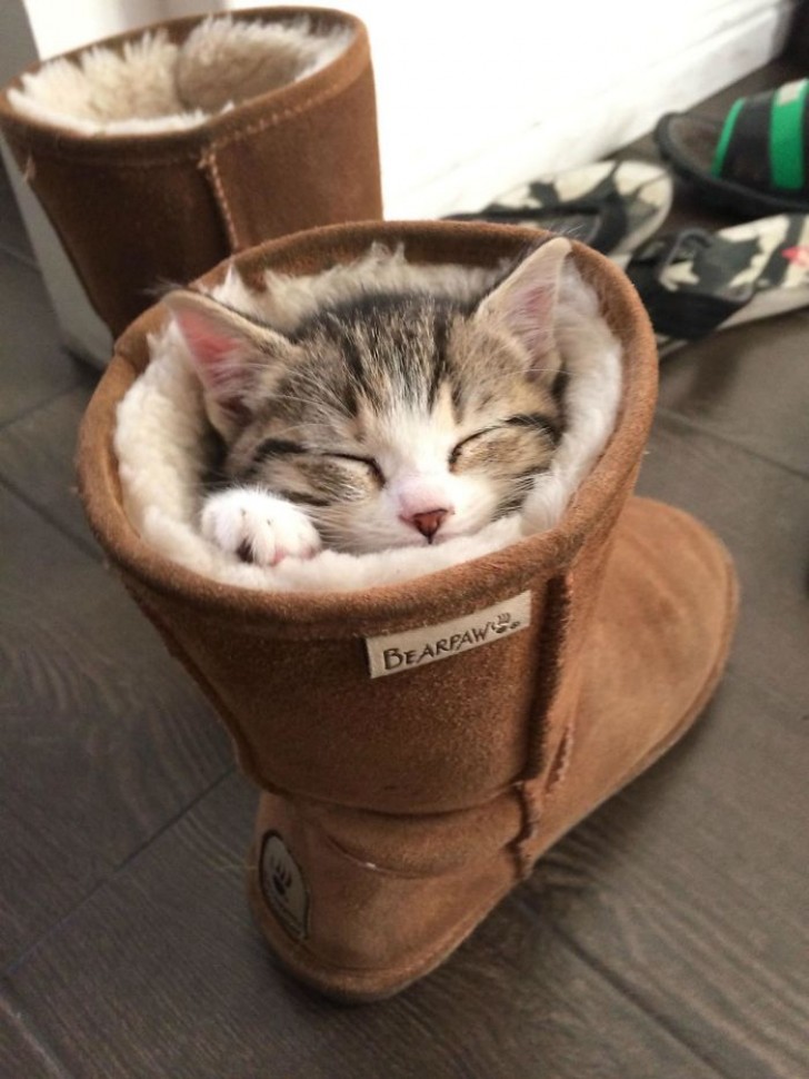 A lined boot is perfect for a nap.