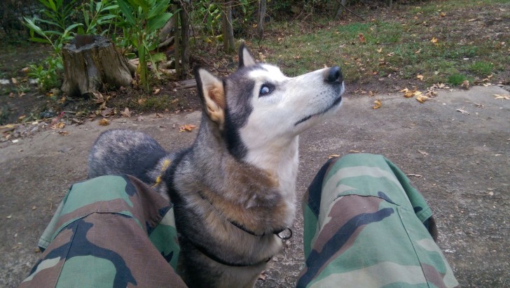 This is the sweet Husky dog named Freyja. One day a man found her wandering near his house and immediately realized that something was wrong.