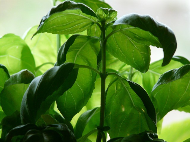 Beneficial properties of basil and how to exploit them!