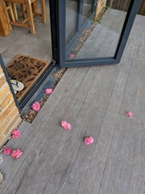 Rosie immediately notices something strange about her new home. On the porch, she finds cut flowers, as if someone had put them there for some reason.