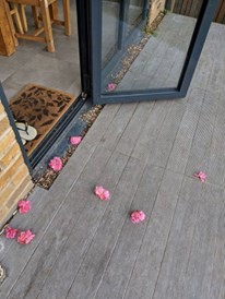 Rosie nota enseguida alguna cosa de extraña en su nueva casa: sobre la terraza de casa encuentra las flores cortadas, como si alguno lo hubiese puesto alli por algun motivo.