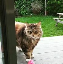 Un giorno Rosie riceve una visita inaspettata: un gatto sconosciuto si stava rilassando nel corridoio, come se fosse casa sua!