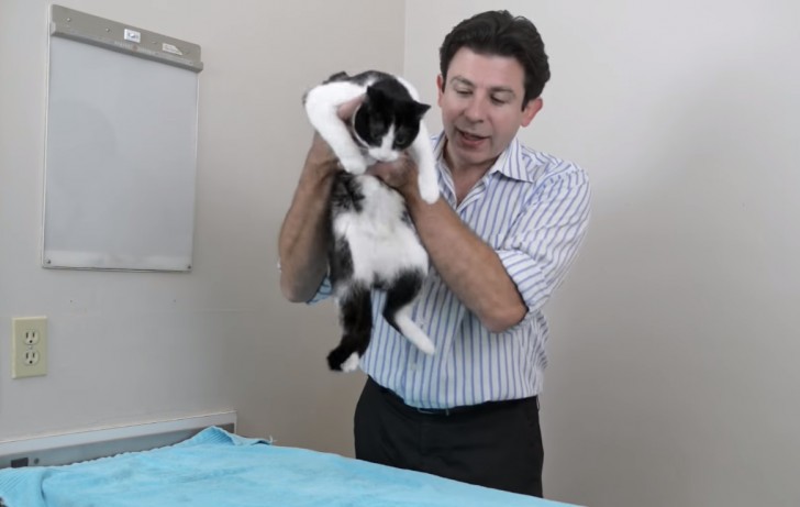 Le vétérinaire Uri Burstyn nous montre comment prendre un chat et quelques règles générales pour ne pas l'effrayer.