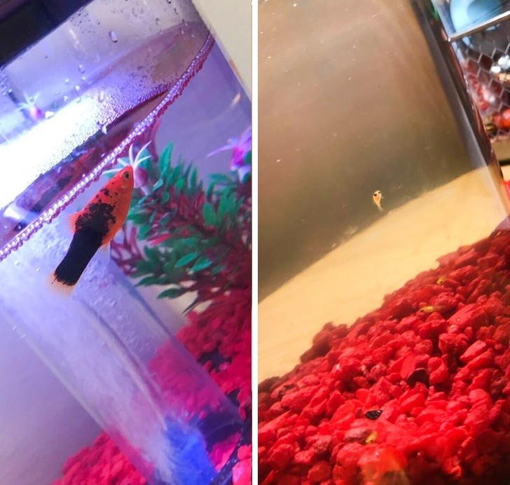 When you decide to become a "mom" and you buy a fish ... But the next day you discover that you have already become a GRANDMA!
