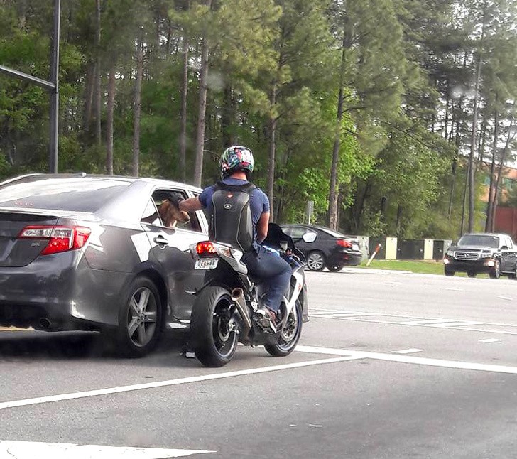 "Nel traffico, un motociclista si è sporto per accarezzare un cane sul retro di un'auto."