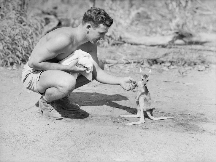 Een Amerikaanse soldaat sluit vriendschap met een kangoeroe, Australië 1942.