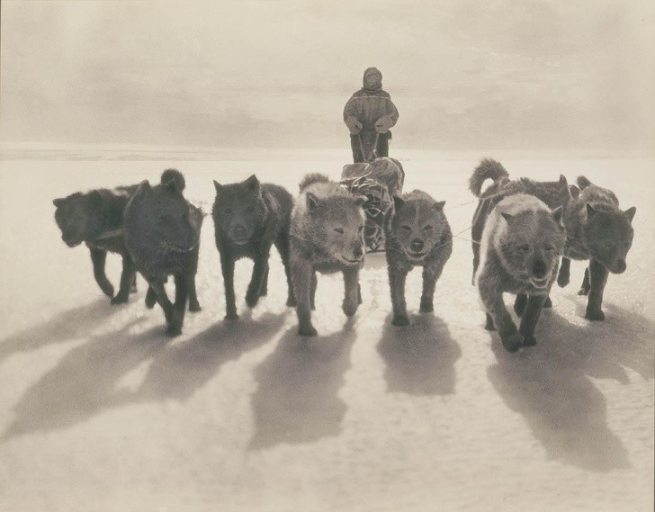 Ein Rudel Schlittenhunde während einer Expedition zwischen 1911 und 1914.