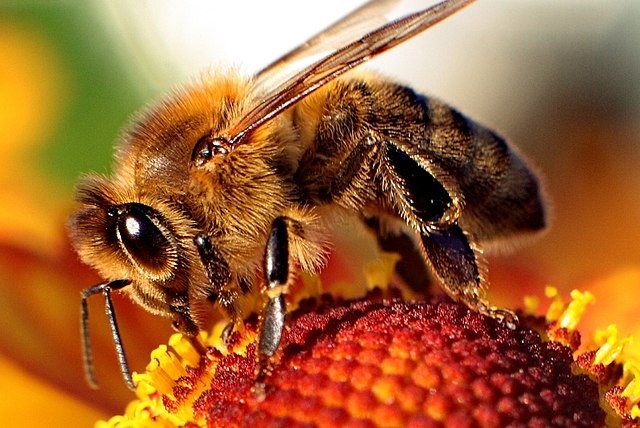Que peut-on faire pour sauver les abeilles ?