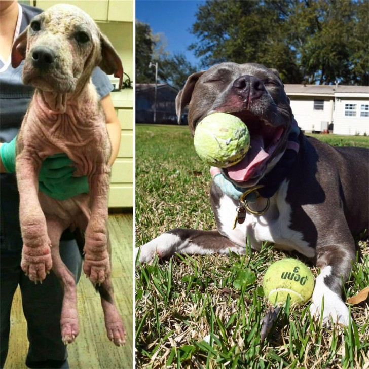 4. Dieser Hund wurde in einem Park ausgesetzt und kam dabei fast ums Leben: in nur zwei Jahren ist er zu diesem Prachtkerl herangewachsen. 