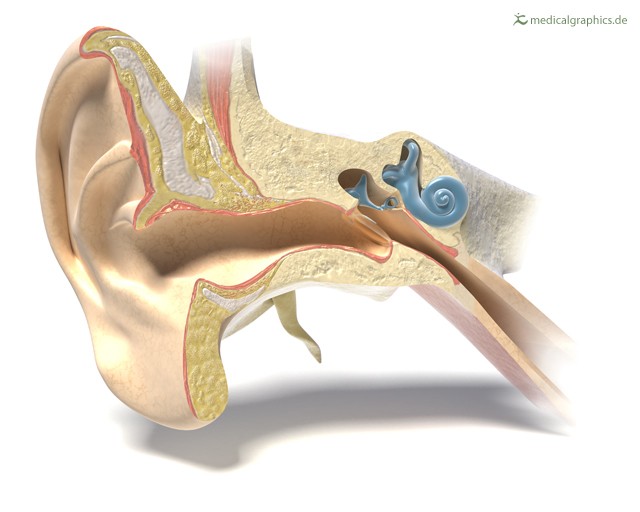 Si tratta di una nuova tecnica con cui vengono riparate le cellule dell'orecchio interno, attraverso il rilascio di un farmaco.