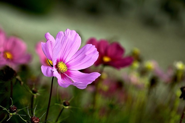 9. Ein Zusatz für einige Blumen