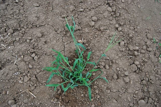 11. Against crabgrass