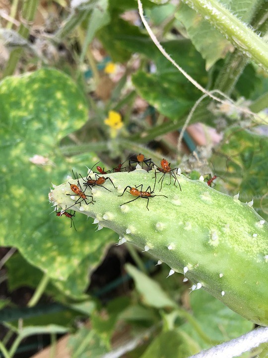 1. Repelente para los insectos