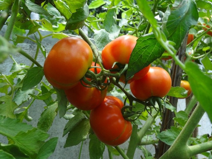 5. Zoetstof voor tomaten