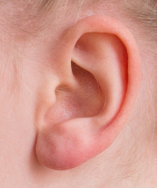 Muscles d'oreille