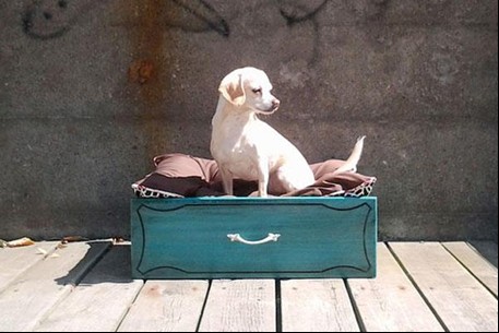 13. A dog bed can also have its elegance!