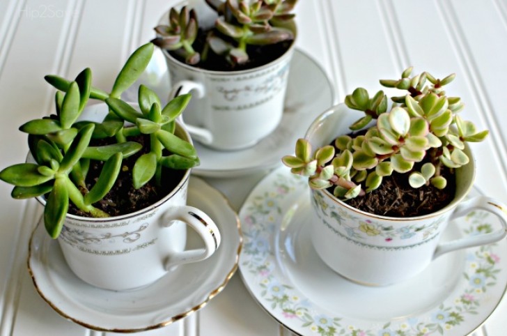 21. Recycled teacups used as plant pots for fat plant seedlings!