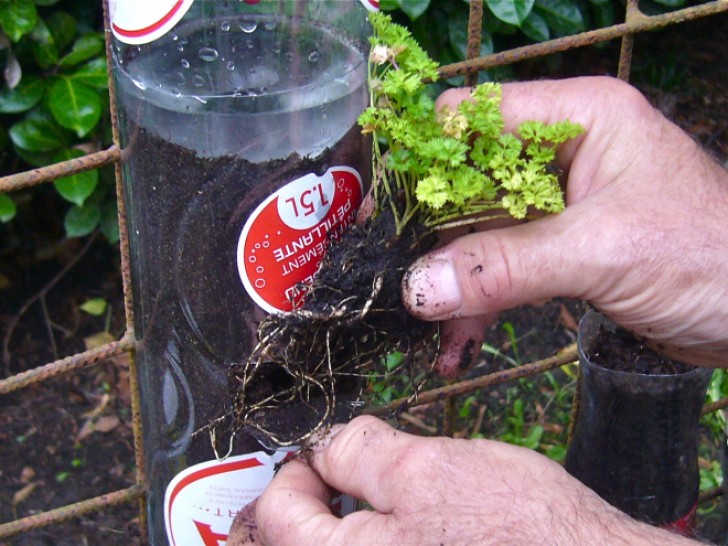 13. Duw de aarde met je vingers zodat een kleine holte ontstaat en begin met het inbrengen van de plantjes met wortels.