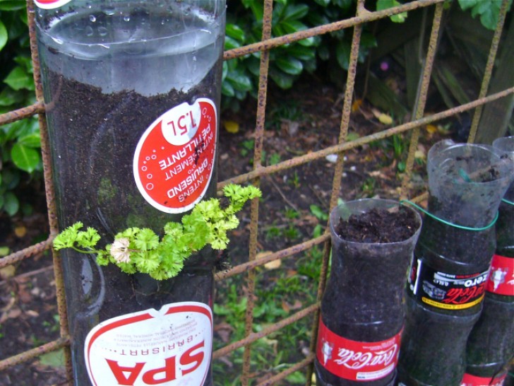 14. The plastic "lid" at the base will keep them firm and allow the roots to make room and grow inside the bottles.