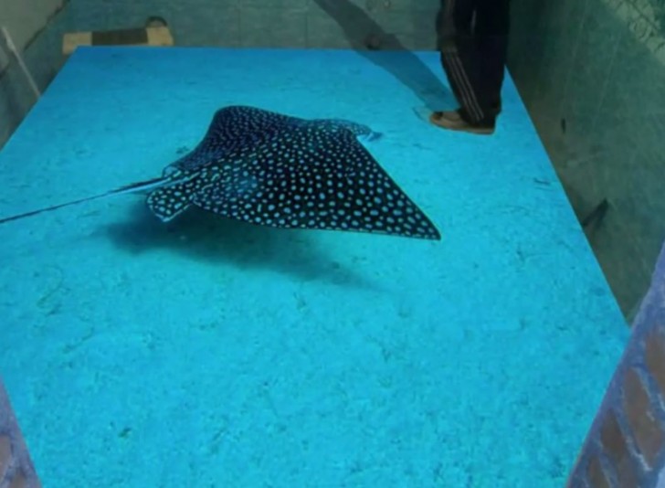 Wolltet ihr schon immer mal mit einem Stachelrochen schwimmen? Hier ist eine mögliche Lösung!